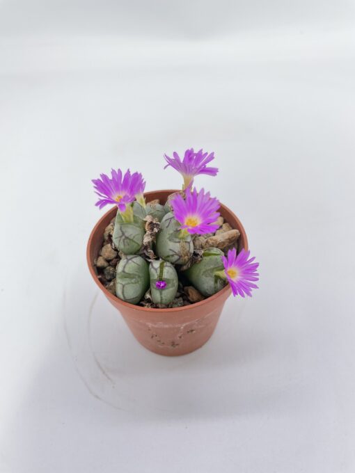 Conophytum violaciflorum