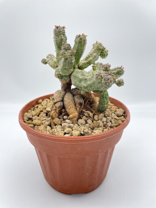 Euphorbia pseudoglobosa