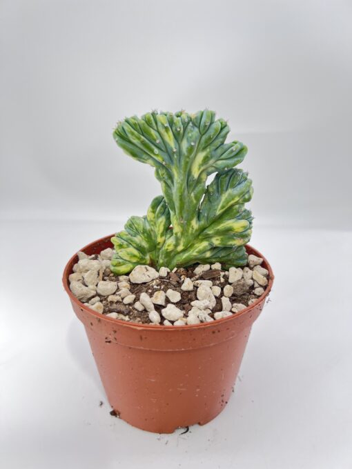 Myrtillocactus geometrizans strictus variegato