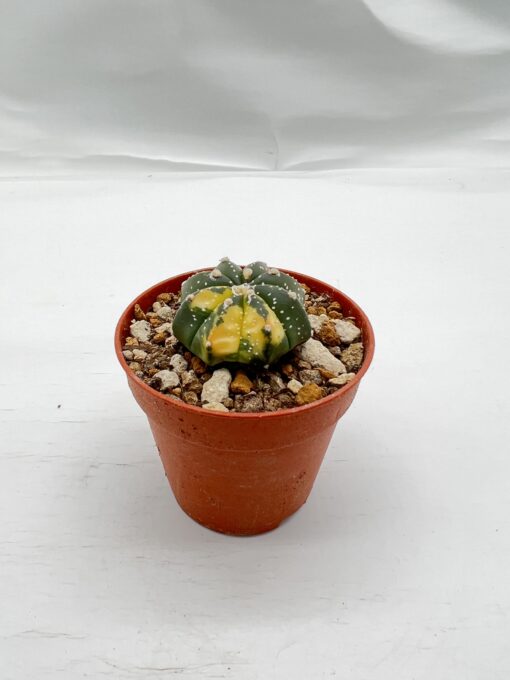 Astrophytum asterias nishiki