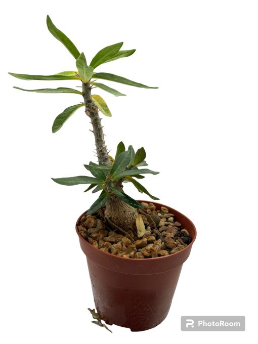 Pachypodium succulentum