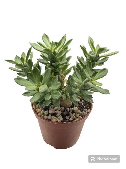 Euphorbia lugardiae