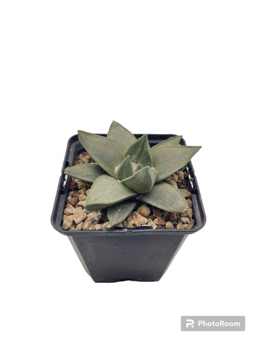 Ariocarpus retusus