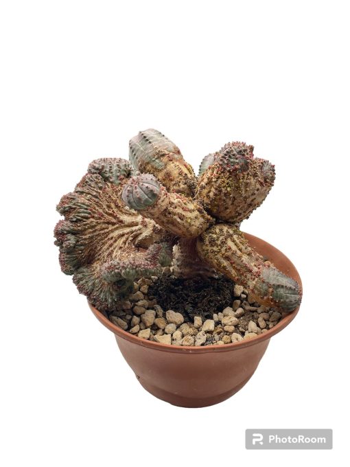 Euphorbia psudoglobosa crestata mostruosa