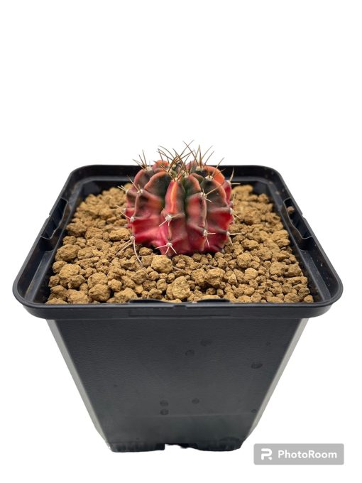 Gymnocalycium mihnovichii variegato