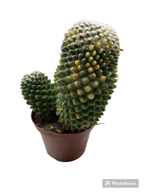 Mammillaria unpico variegata