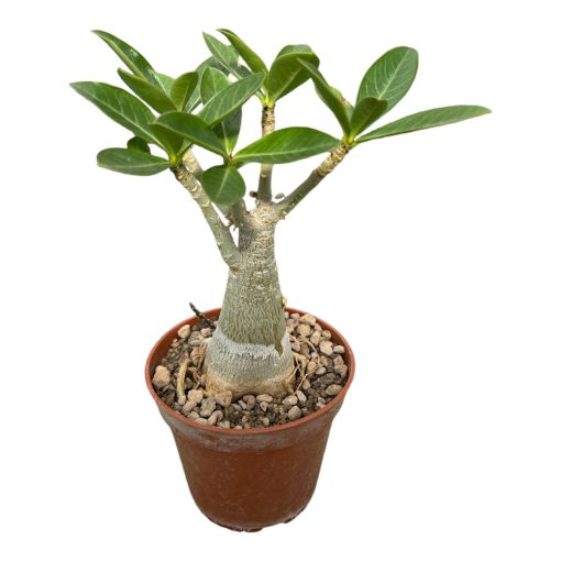 Adenium arabicum yak singbouri