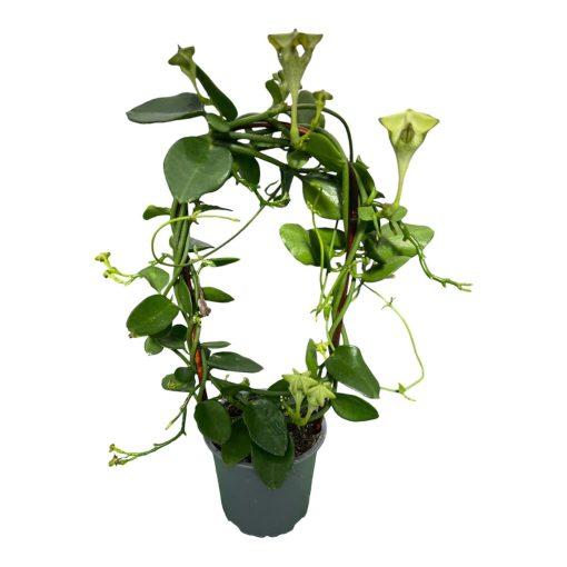 Ceropegia sandersonii vaso 13cm