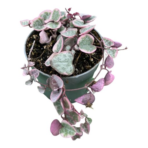 Ceropegia woodii variegata