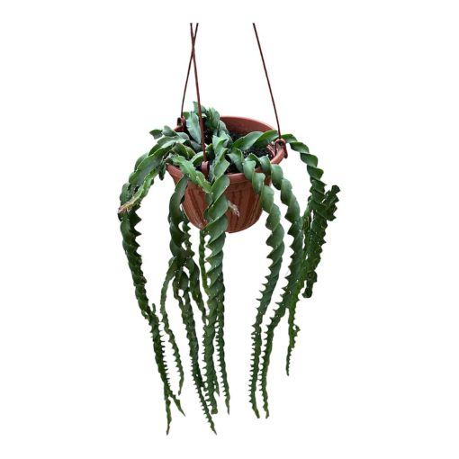 Rhipsalis crucifromis spiralis