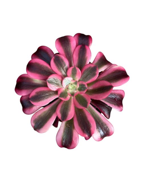 Aeonium "Medusae"