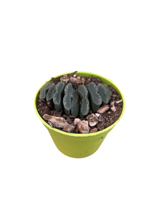 Haworthia truncata