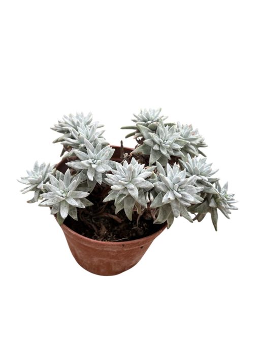 Dudleya greenei